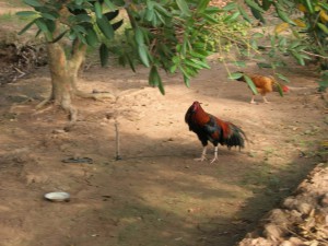 Chickens in a longan grove on an island of the Mekong Delta.