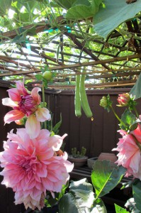 Opo squash (bầu in Vietnamese) dangling through a garden trellis.