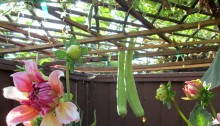 Dangling Squash