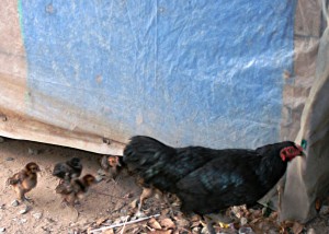 Hen and Chicks in Giao Long