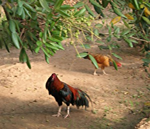 Rooster and hen under a longan tree.