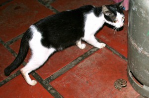 Cat and toad