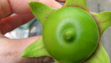 Fruit from a mangrove apple (cheap tree).