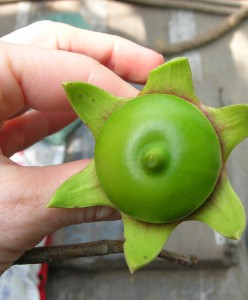 A woman's hand holding a mangrove apple fruit.