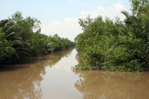 Cheap trees and water coconuts line a channel that cuts across an island in the Mekong Delta.