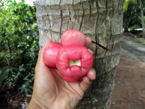 The bottom of a bellfruit has a cavity.