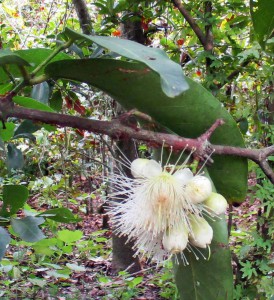 An open flower and buds on a bellfruit tree.