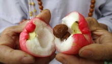Lượng’s mother holding a rose red bellfruit she split open. The spongy flesh inside holds seeds.