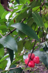 A cluster of bellfruit on a tree in the Mekong Delta.