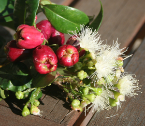 Berries and blossoms from a Eugenia bush.