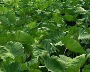 Taro Leaves