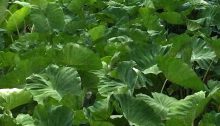 Taro Leaves