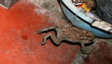 A toad hopping through Lựơng’s aunt’s house in the Mekong Delta.