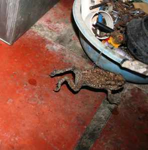 A toad hopping through Lựơng’s aunt’s house in the Mekong Delta.