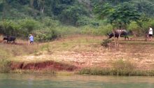 Water buffalo plowing the field