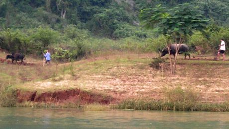 Water buffalo plowing the field