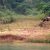 Water buffalo plowing the field